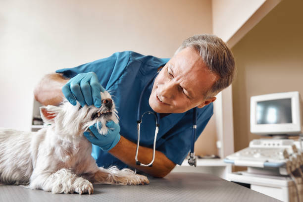 Best Walk-In Emergency Dentist in Gasport, NY